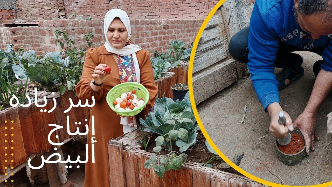سر زياده إنتاج البيض للطيور ونشوف زغاليل الحمام
