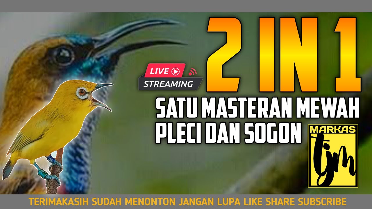 🔴  LIVE masteran mewah untuk burung PLECI dan SOGON