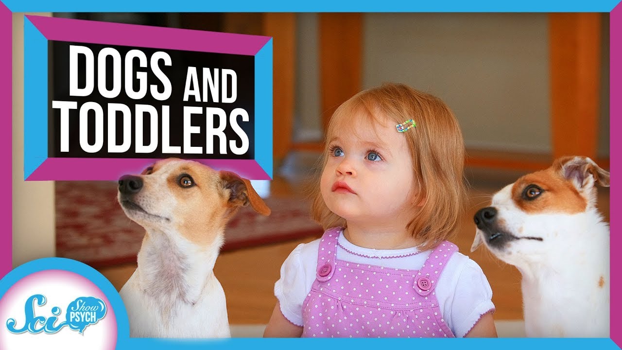 Is Your Dog As Smart As A Two Year Old?