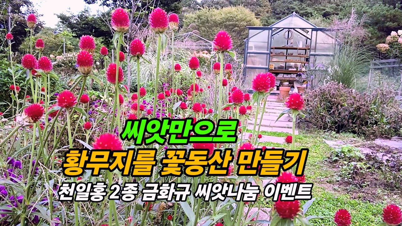 씨앗만으로 꽃동산만들기 1년이면 충분합니다
