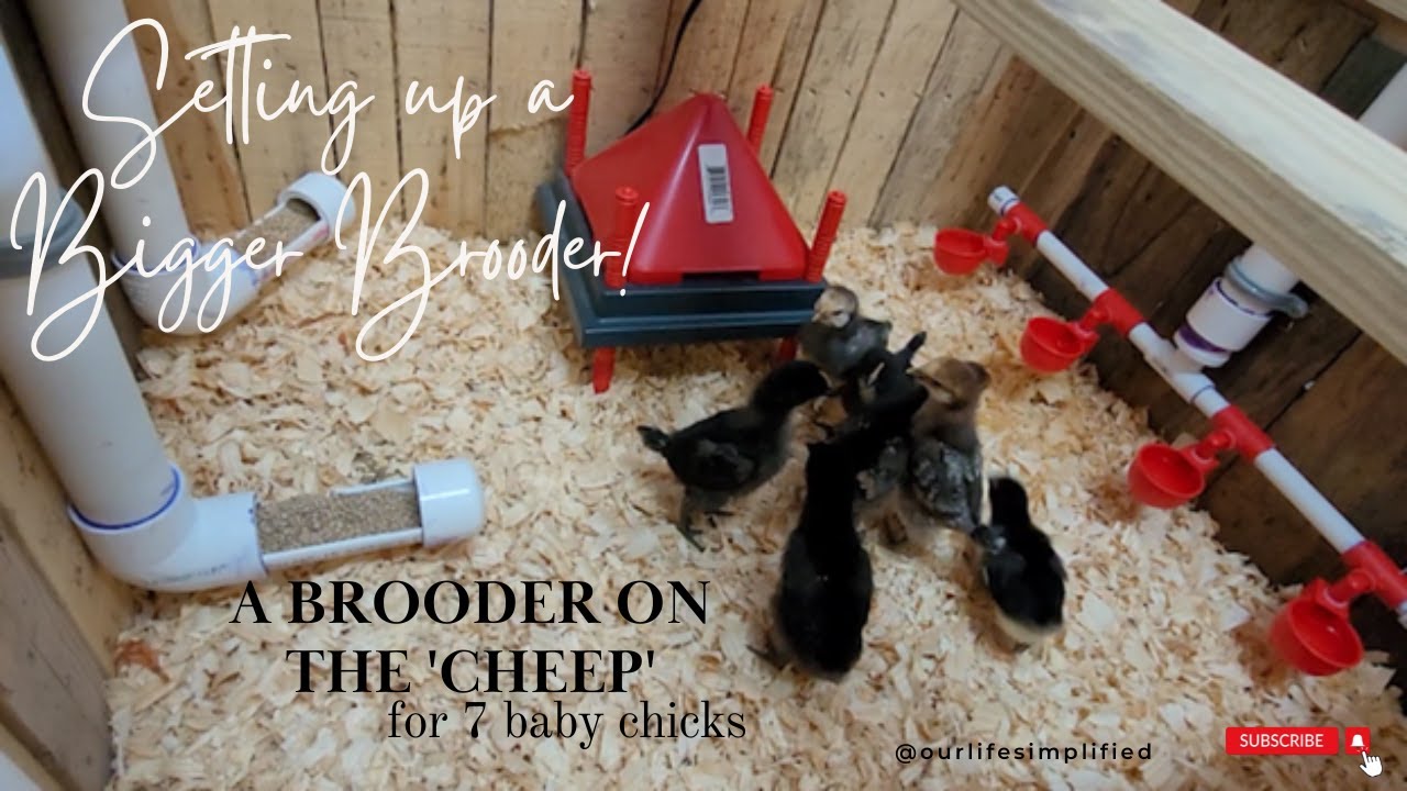 Look how I Made my Brooder, for FREE! Setting up a Brooder on the ‘Cheep’ for 7  Baby Chicks!