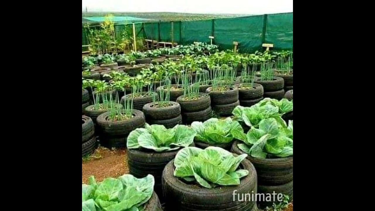 green vegetables grown in old car tyres.