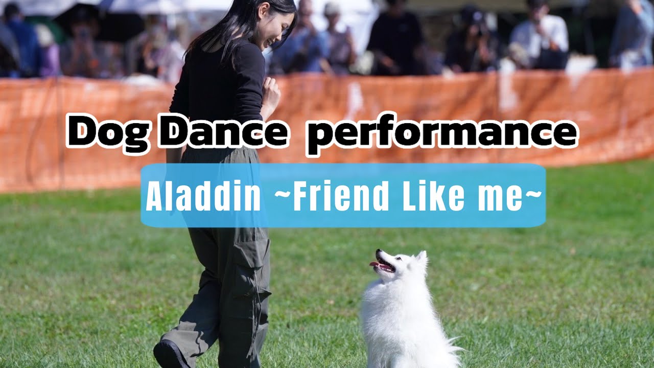【ドッグダンス】日本スピッツのぽぽさんと踊ったよ/Friend Like me Aladdin/Dog Dance/Spitz