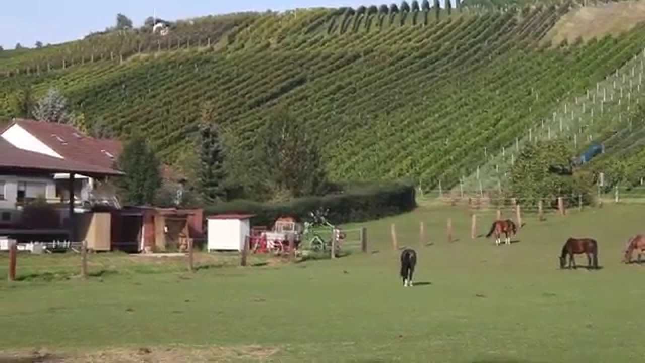 Pferdeweide in Weinstadt Schnait
