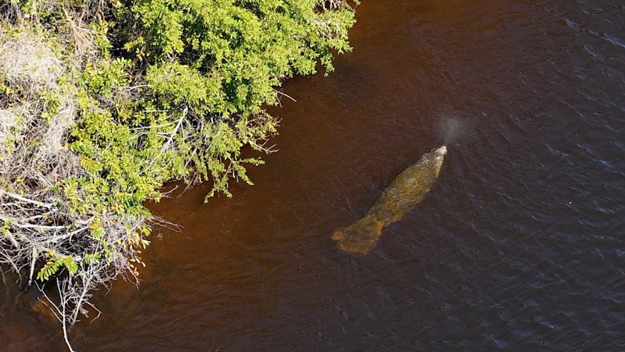 FWC says inactive FPL power plant could be linked to 25 manatee deaths in Lee Co.