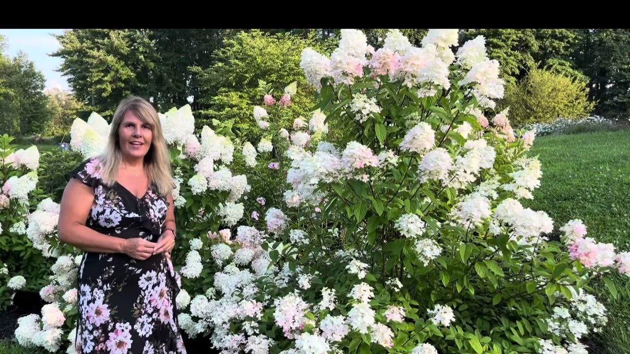 Update on Quick Fire Fab Hydrangea Hedge from Proven Winners around the Wedding Garden