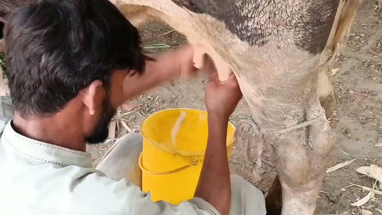 Village Animals Morning Routine 🐄 | Peaceful Farm Life Vlog | Goat Cow Life
