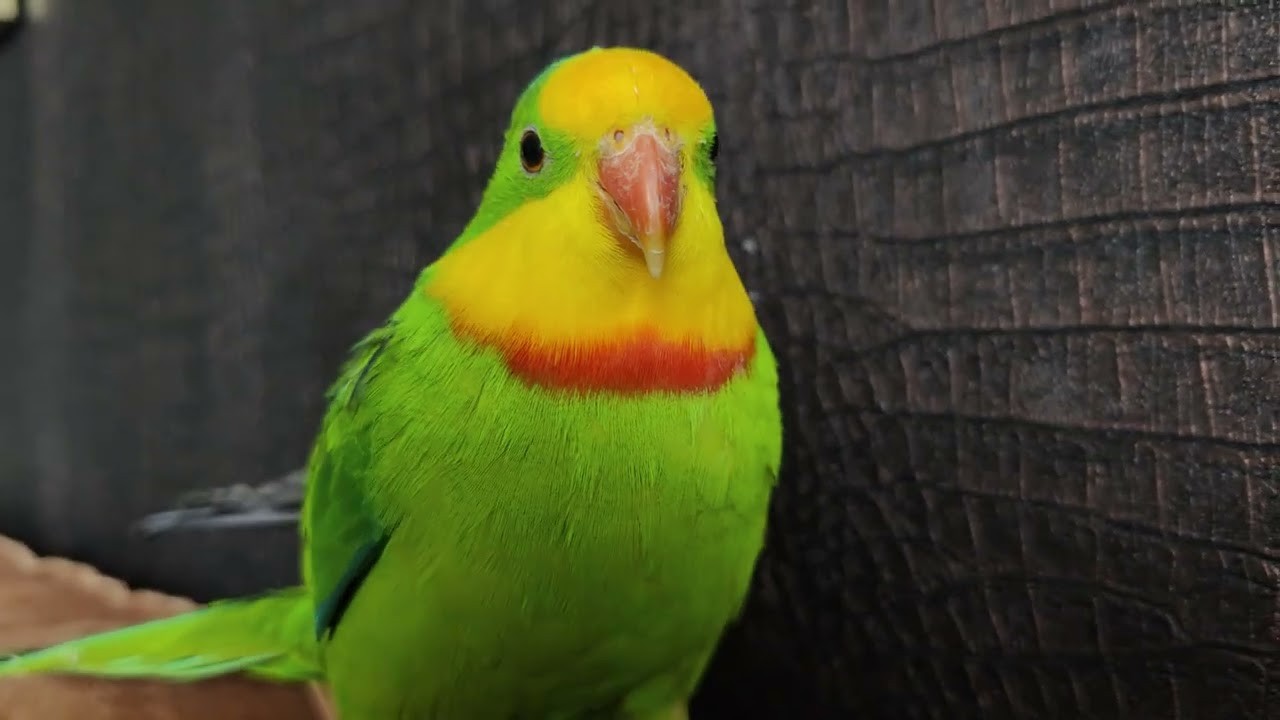 Barraband Superb parakeet 4k