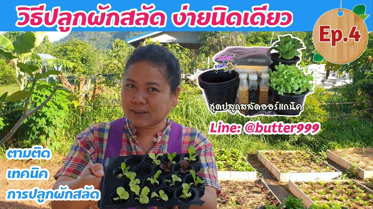 Ep.4​ ต้นกล้าพร้อมลงปลูกในกระถาง และวิธีดูแลรักษาให้โตแข็งแรง​#หมูอ้วนชวนทำเกษตร