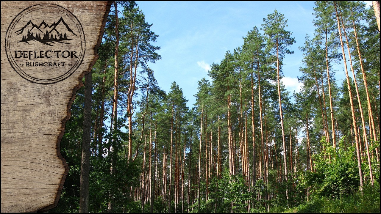 Pov&iacute;d&aacute;n&iacute; s Deflectorem a Luk&aacute;&scaron;em ➠ Borovice lesn&iacute;🌲