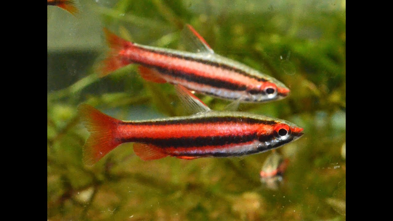 Coral Red Pencilfish, Nannostomus mortenthaleri- Species Spotlight