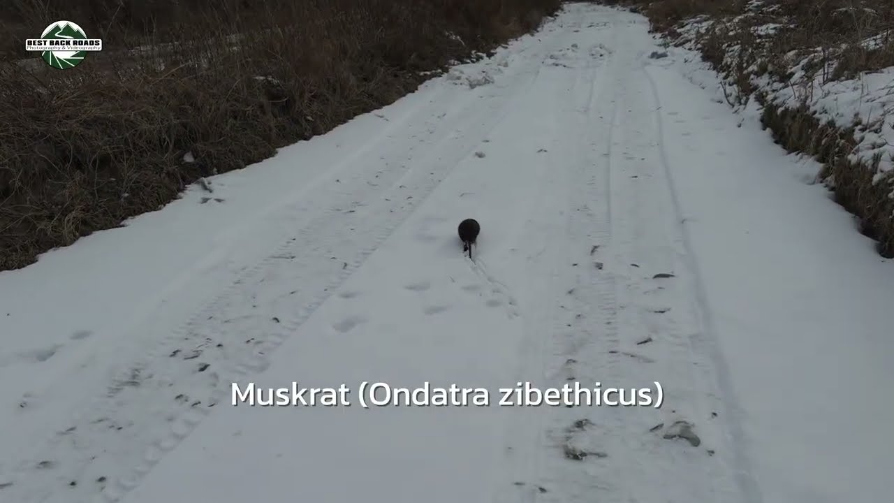 Muskrat Chase #muskrat #bestbackroad #naturetherapy