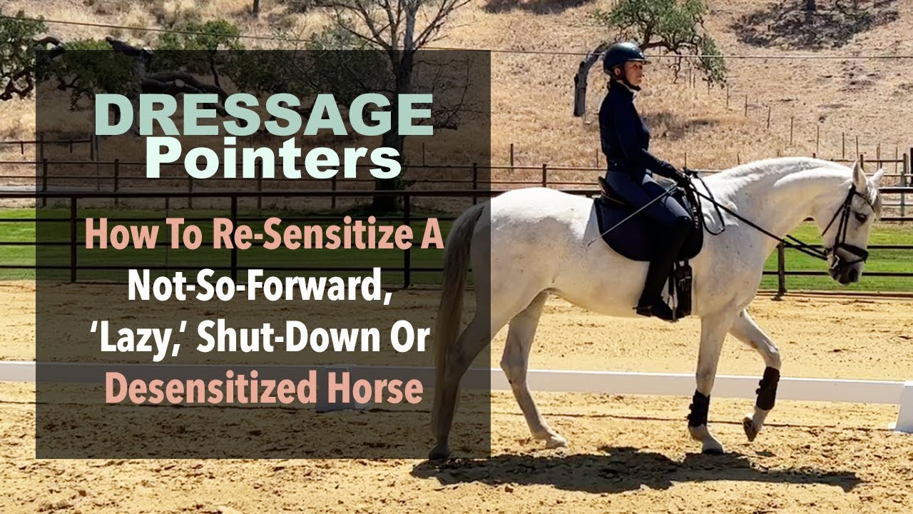 Dressage Pointers: How to Re-Sensitize A Not-So-Forward, ‘Lazy,’ Shut-Down Or Desensitized Horse