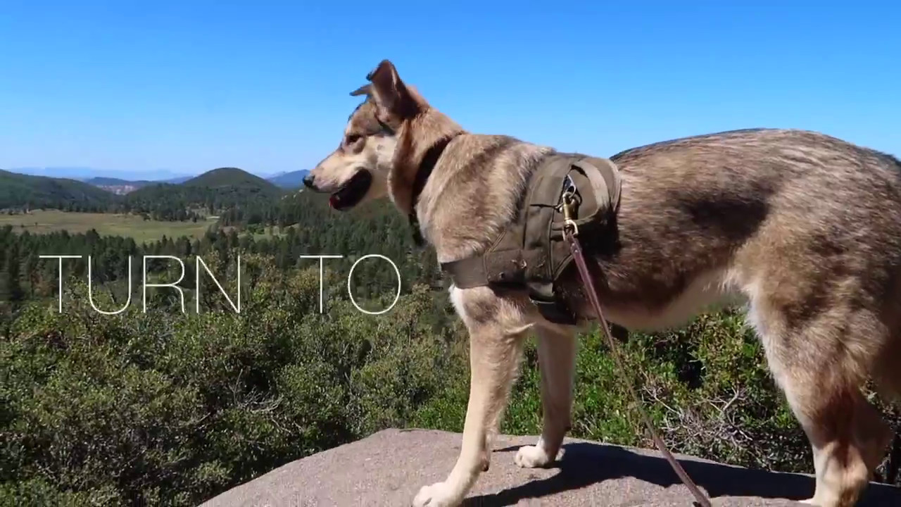 Moments with Indy (Native American Indian Dog)