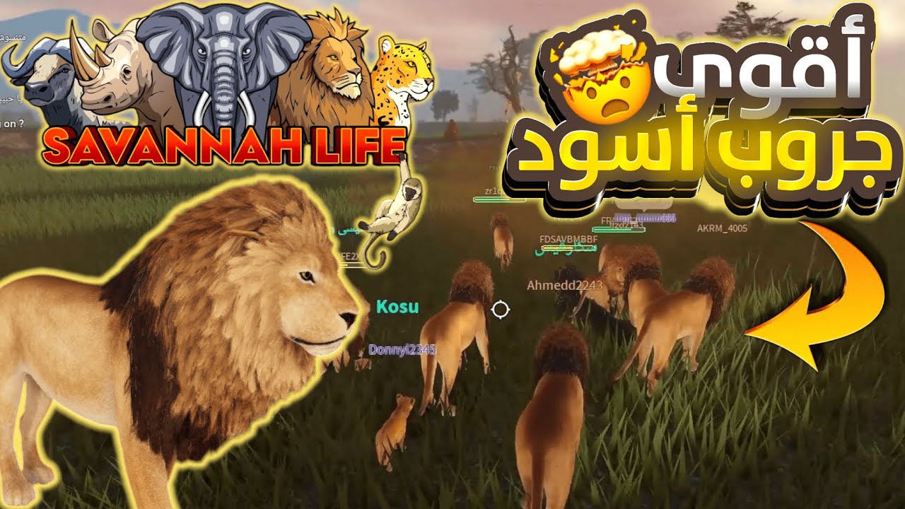 جروب الأسود الأقوى يفرض السيطرة ويقتل كل الحيوانات 🦁🔥 | ROBLOX SAVANNAH LIFE