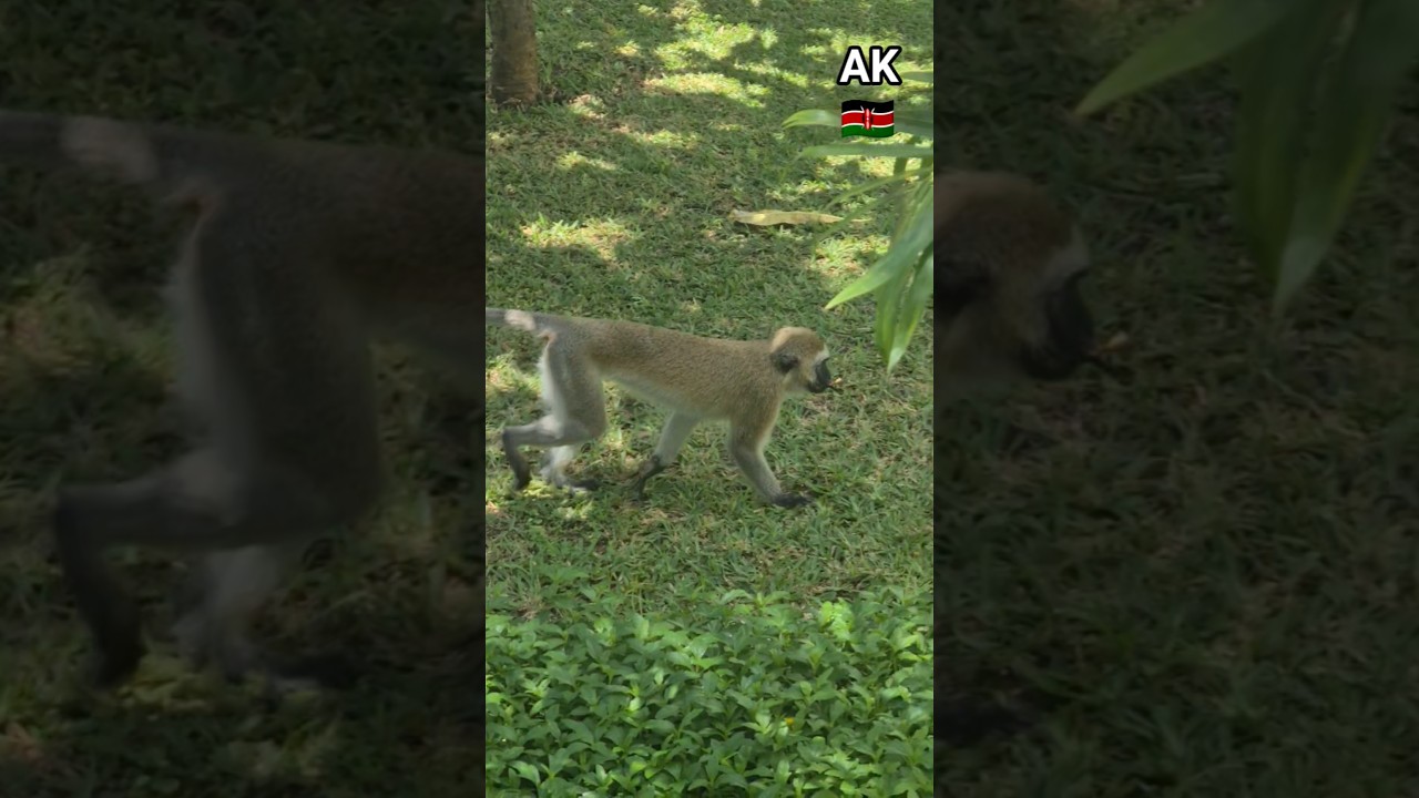 🇰🇪 Monkey 🐒 at Sarova Whitesands Hotel. Mombasa. Kenya. 