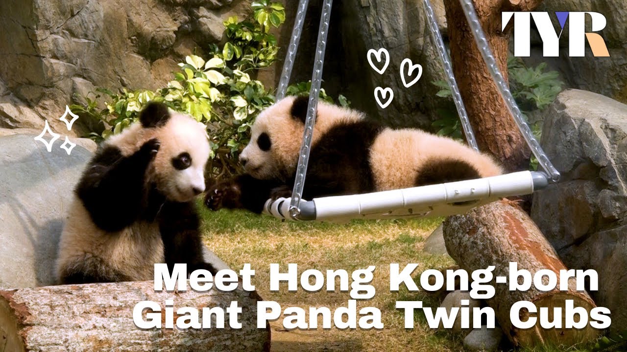 Meet Hong Kong-born Giant Panda Twin Cubs