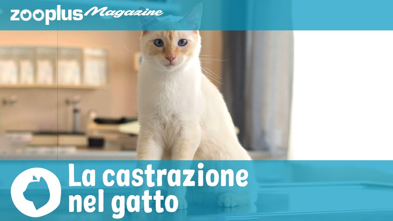 La castrazione nel gatto: motivazioni, procedure, pro & contro