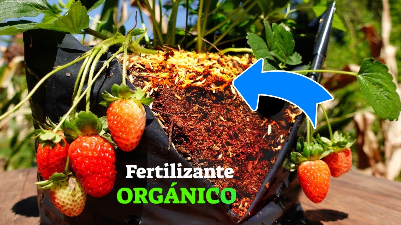 🍓Cuidados de Fresas y Frutillas, Sustrato, Fertilización en Casa // En OTOÑO