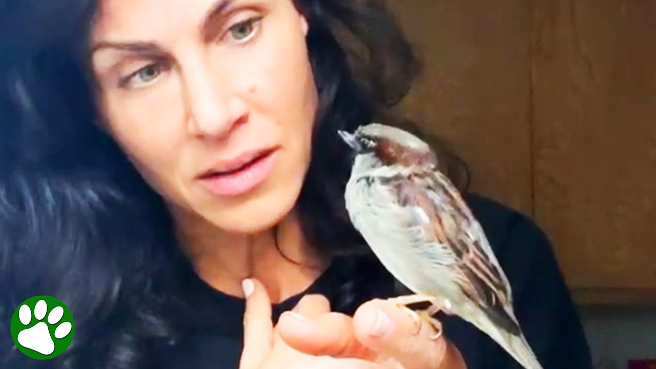 Rescued sparrow acts like puppy