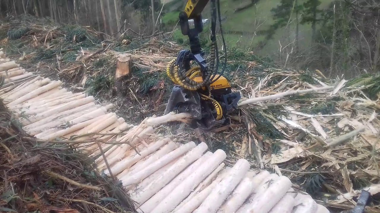 Cosechadora forestal arantzari hijos de satur gomez