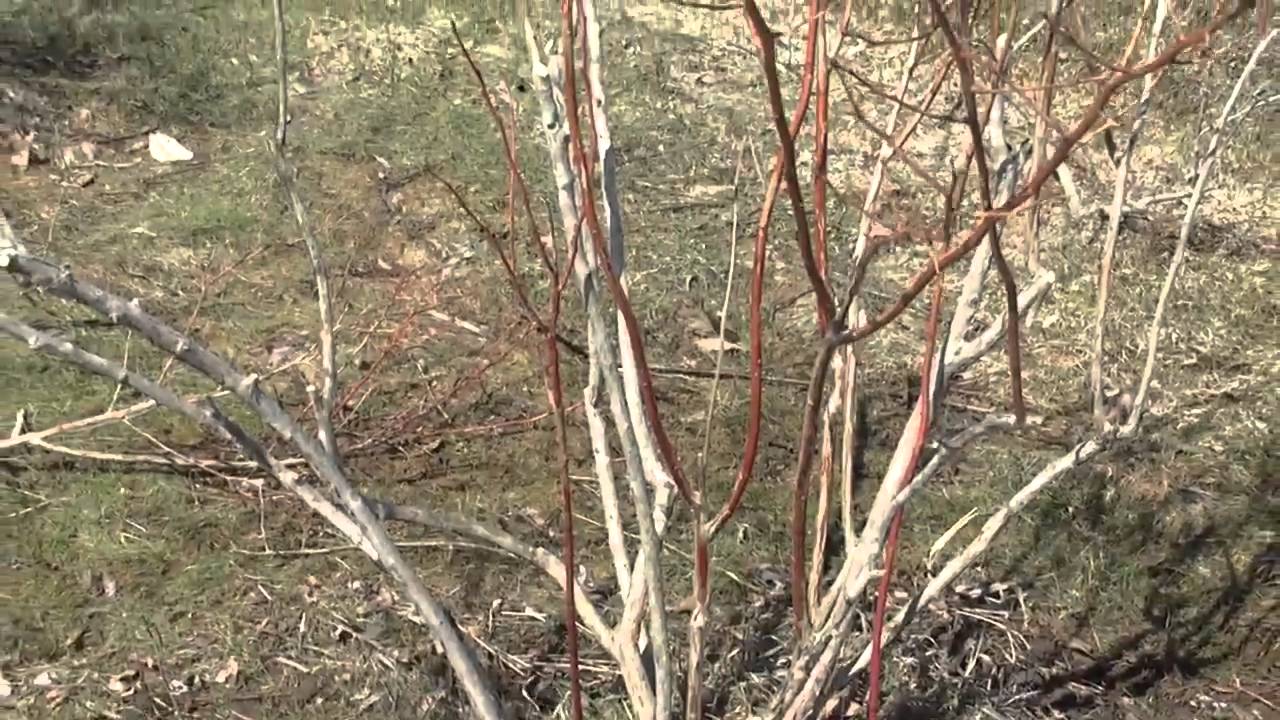 Как обрезать куст черники