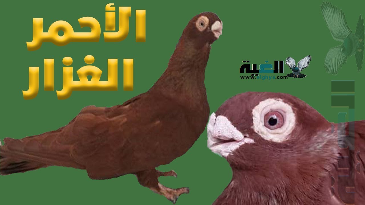 مواصفات الحمام الاحمر الغزار باب التلاوين#العمدة#الغية