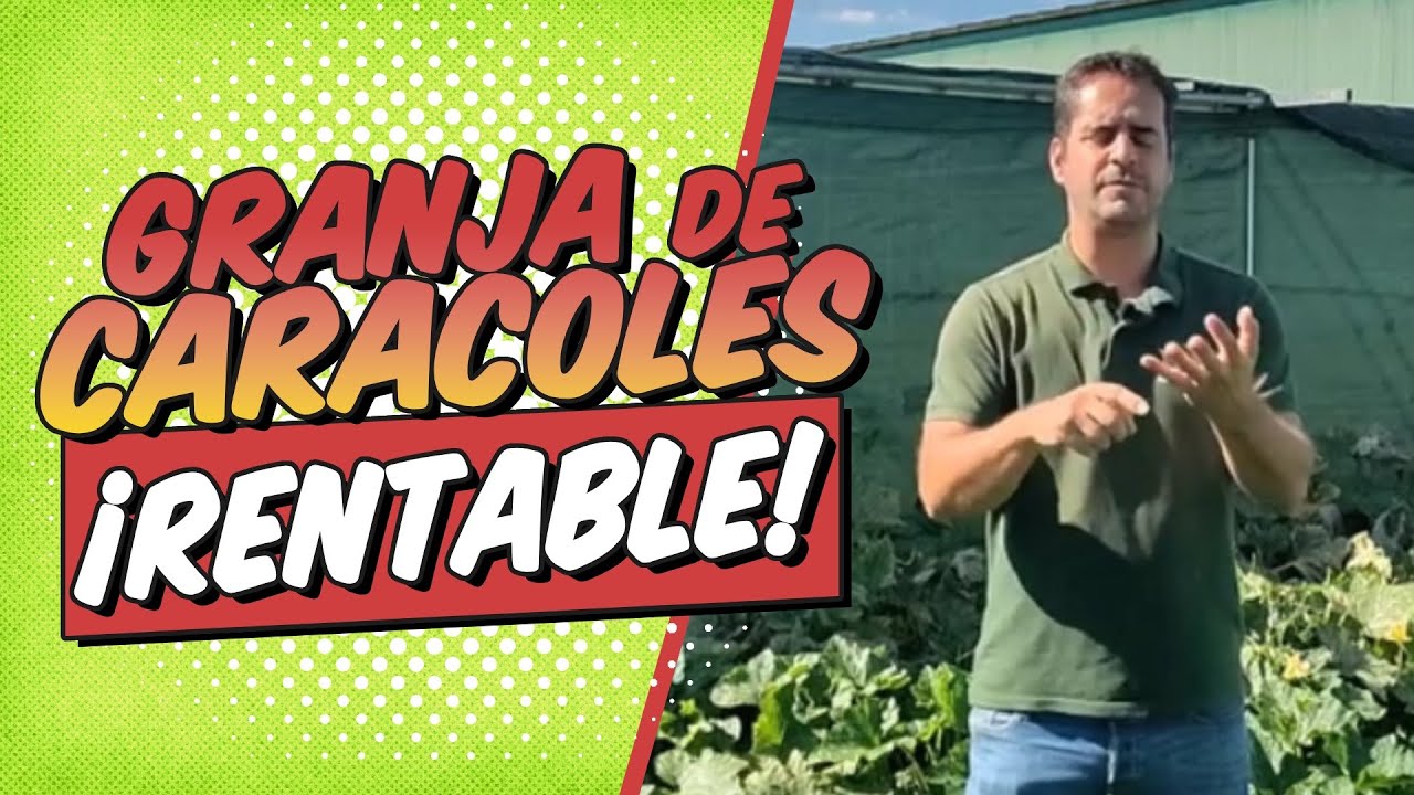 Cómo LOGRAR una ALTA RENTABILIDAD en una GRANJA de CARACOLES