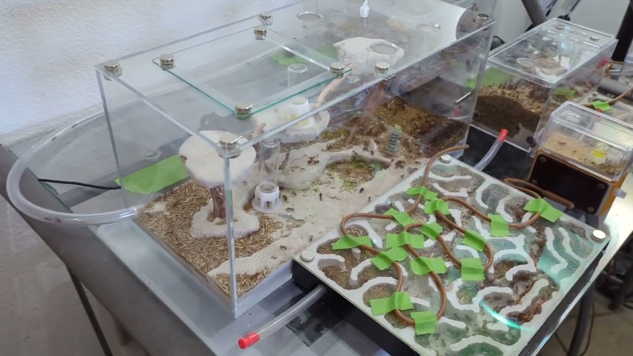 Discussing the future of my ant keeping hobby and requesting your input.