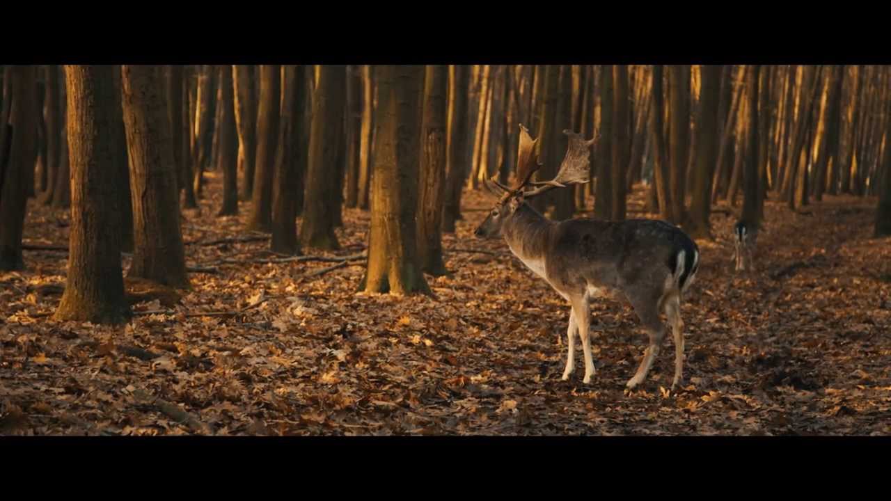 Oh my deer! - 5D Mark III Magic Lantern Raw