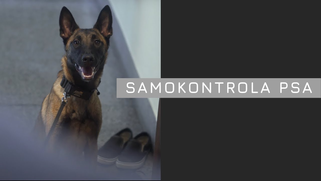 Uporabna poslušnost | SAMOKONTROLA PSA | alfakan