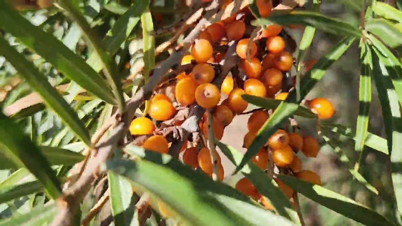 Sea Buckthorn (Hippophae rhamnoides) orange berry shrub growing in Sherwood Park, AB | TreeTime.ca