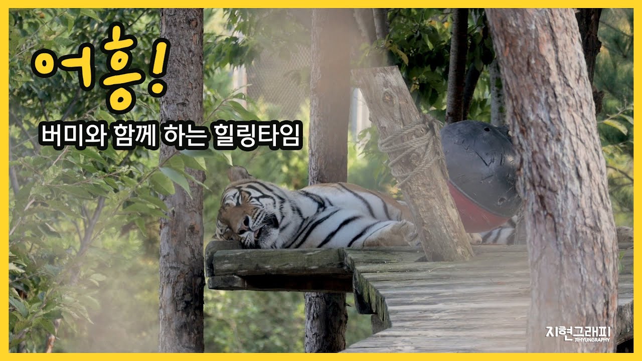 어흥! 꾸벅꾸벅 버미랑 같이 힐링~!｜봉화 백두대간수목원 호랑이숲｜Baekdudaegan National Arboretum Tiger Forest