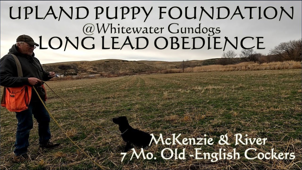 Upland Puppy Foundations- Long Lead Obedience with two 7 Month Old English Cocker Spaniels