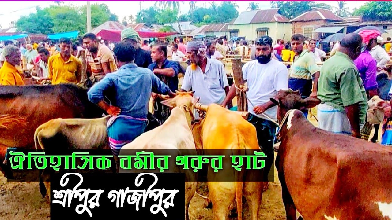 ঐতিহাসিক বর্মীর গ্রামীণ গরুর হাট|গাজীপুর Traditional village Cow market in Gazipur.