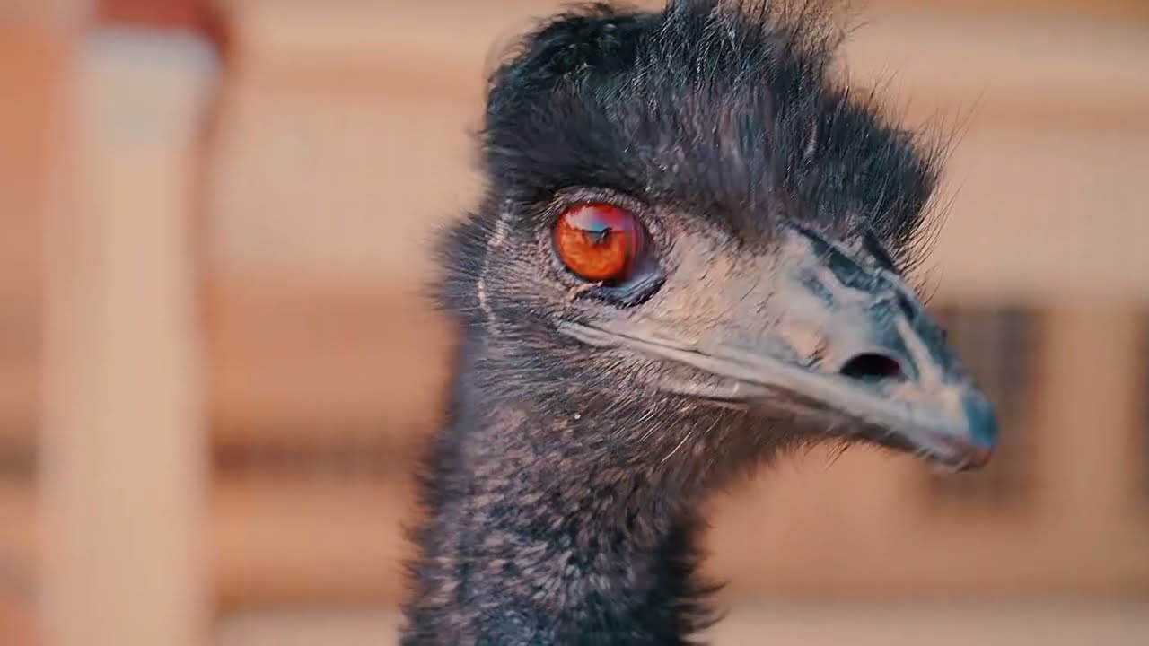 Explore the ultimate with Emu RV Premium Motorhomes