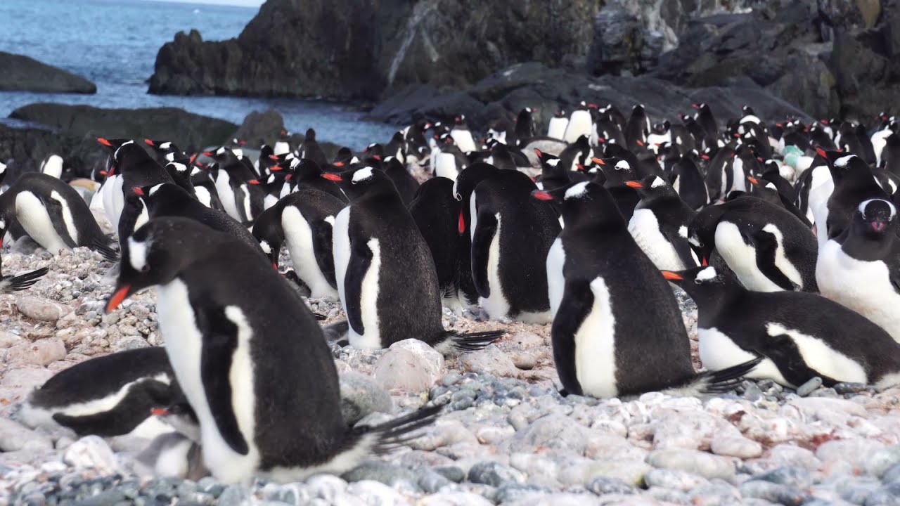 Antarctica Penguins  - Dec  21   -  South  Shetland Islands