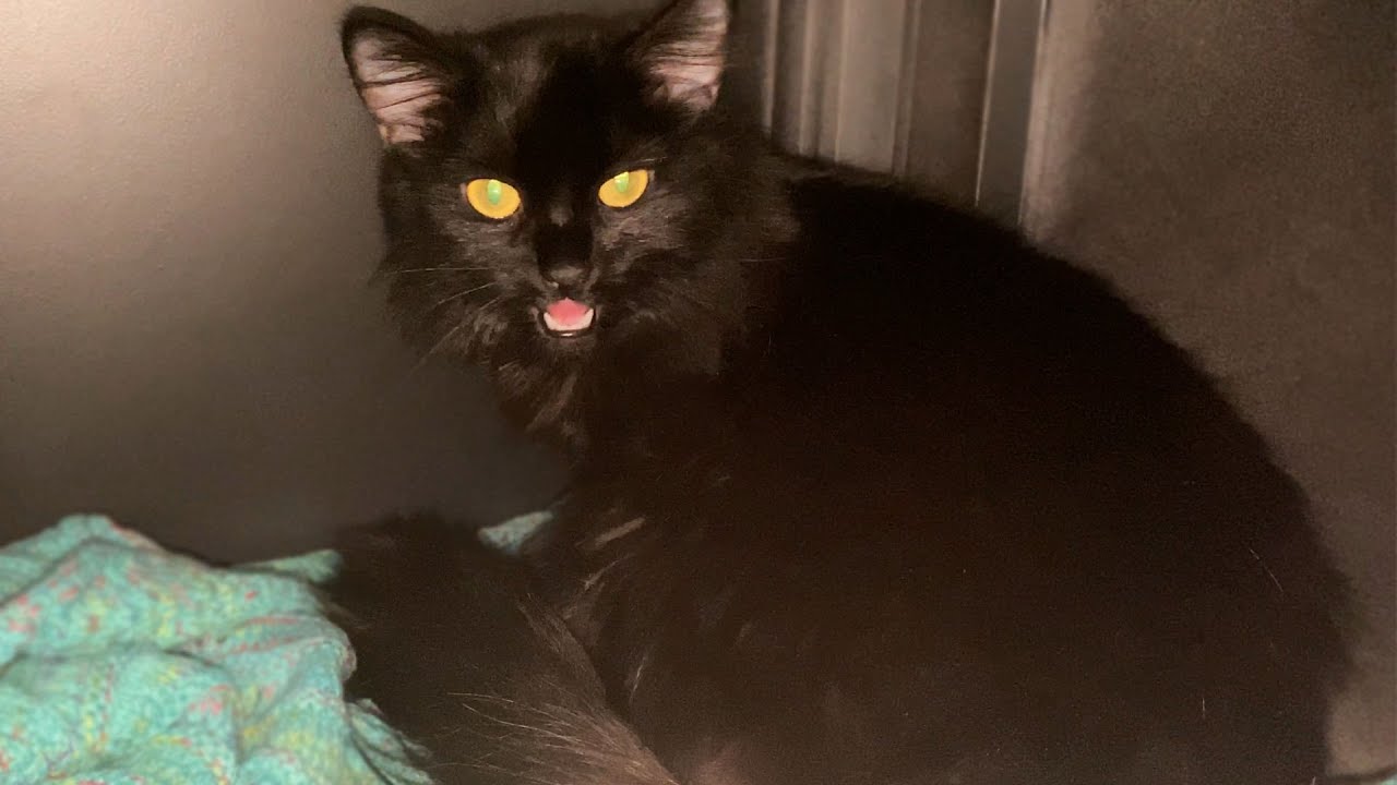 My Pregnant Cat Is Going Into Labor