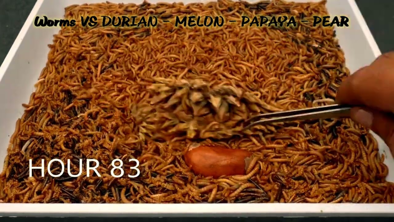 Worms VS DURIAN - MELON - PAPAYA - PEAR - Worms Eating Fruit Compilation 1