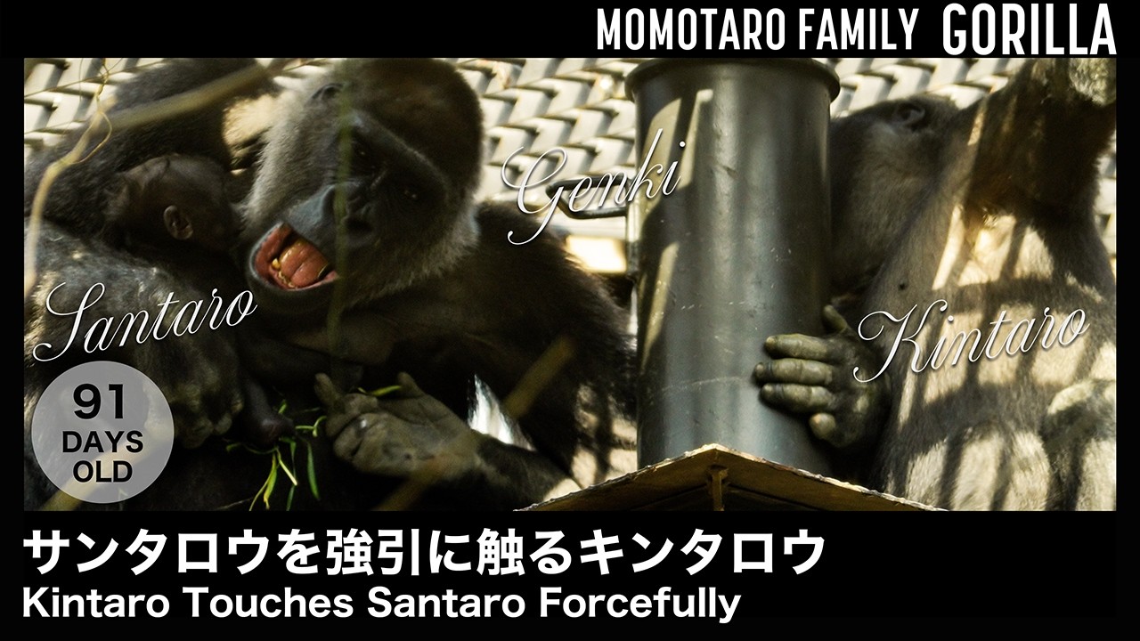 Кинтаро насильно трогает Сантаро &ndash; Весёлая семья горилл в Zoo Kyoto, Т. 78