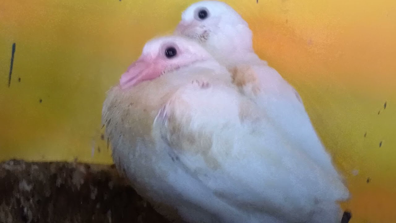 produção de pombos branco em alta , linhagem 100% branca , só pombo branco .