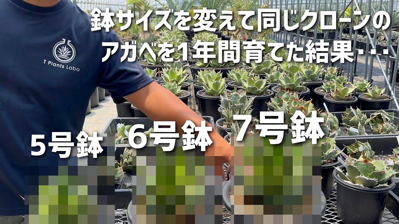 【アガベ】