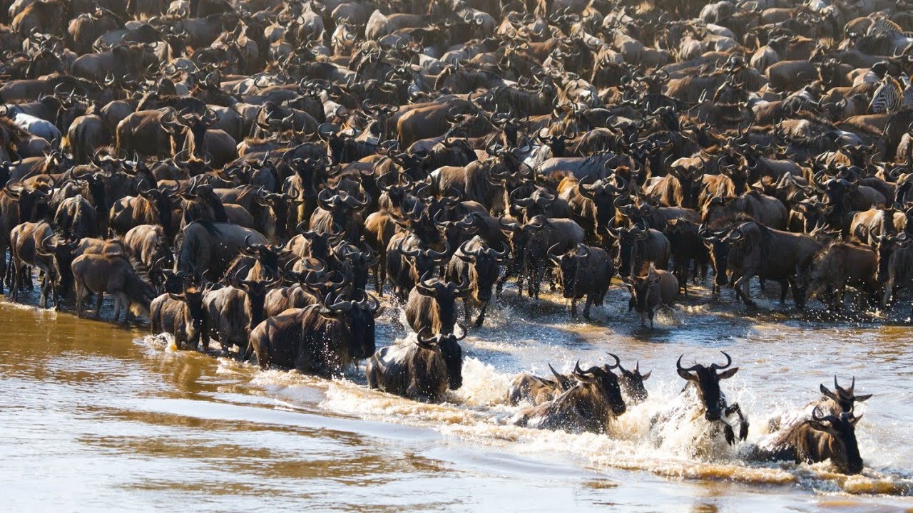 La Gran Migración Africana: El Río Mara