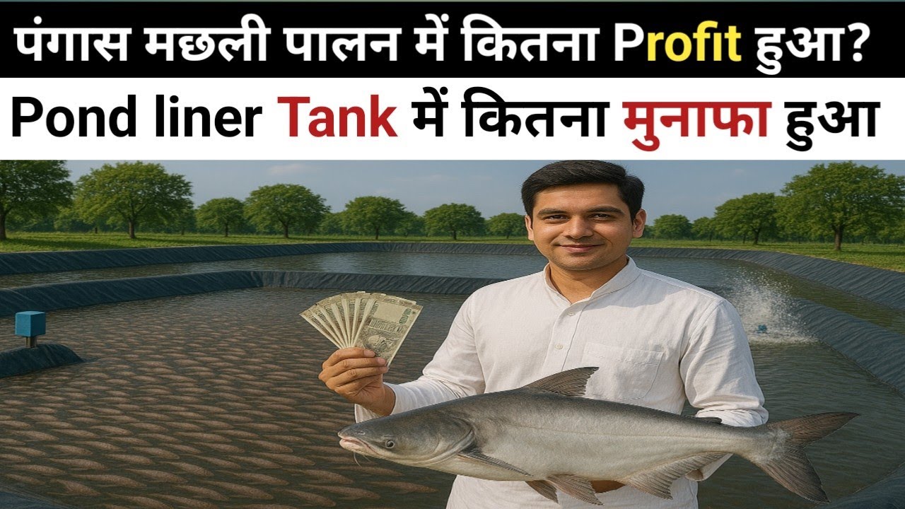 Pond Liner Tank मे पैगासियस मछली पालन में कितना मुनाफा हुआ l Pangas Fish Farming in Pond Liner Tank