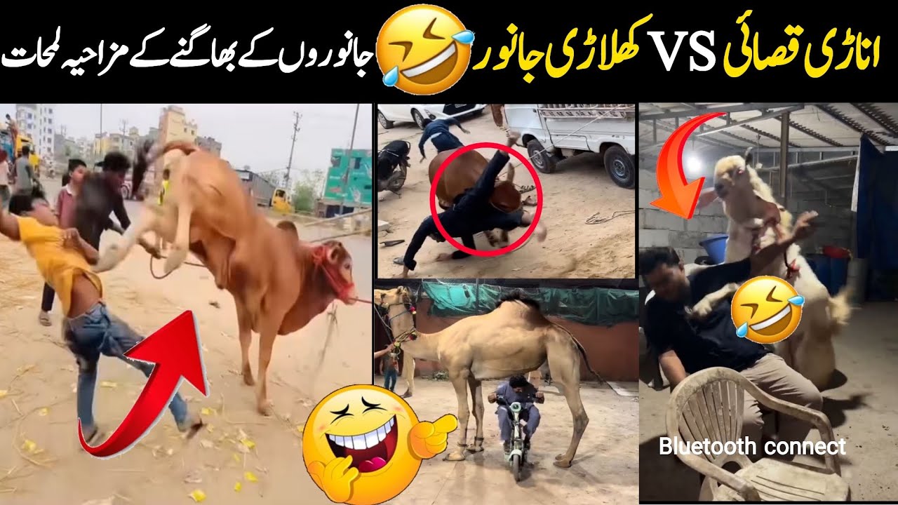 Anari Qasai VS Khiladi Qurbani Animals Funny Videos 😂🤣| Qurbani Ky Janwar Funny Video