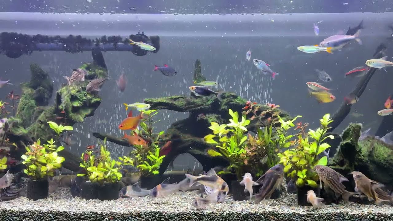Relaxing Aquarium 1681 / 熱帯魚50種混泳水槽 アクアリウム 4K