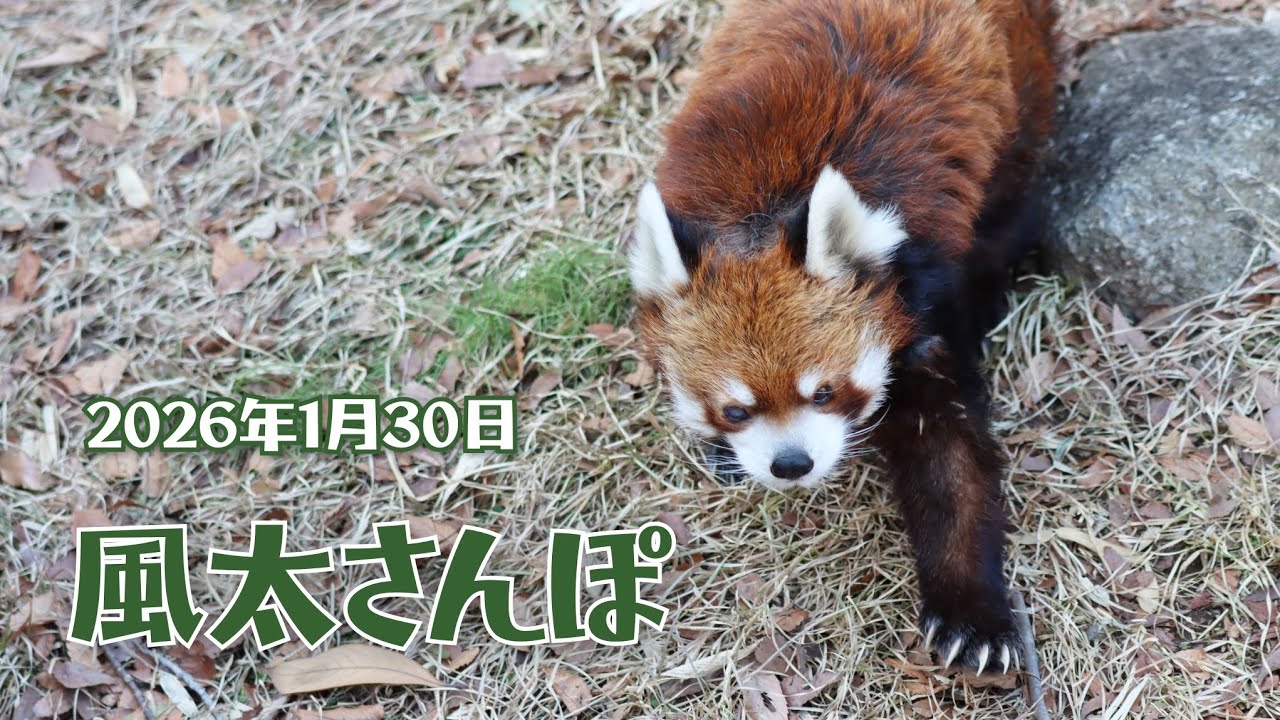レッサーパンダ風太さんの一日　2026年1月30日　Red panda Fuuta at Chiba Zoological Park