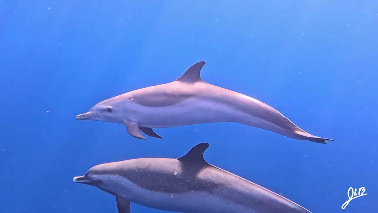 Dads work | close encounter with dolphins
