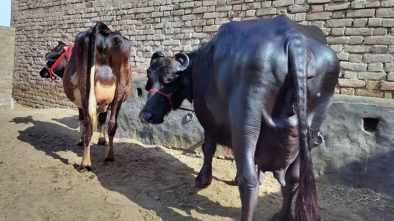 आज खरीदे 15 से 24 लीटर तैयार दूध के 5 पशुधन जायज़ भाव में KHURANA DAIRY FARM 