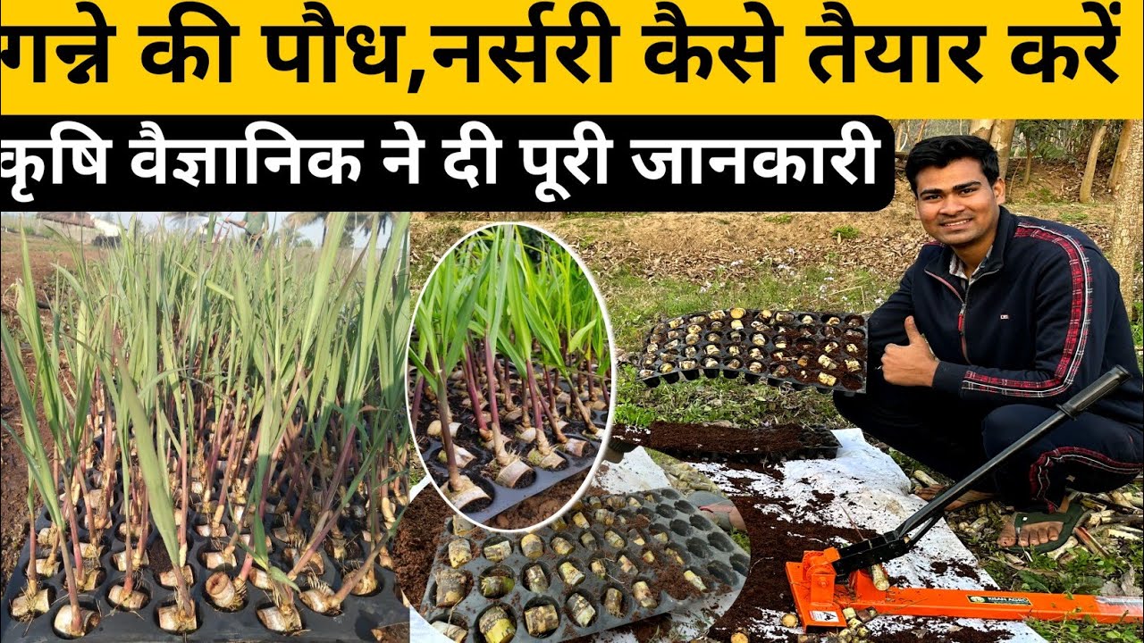 गन्ने की पौध,नर्सरी तैयार करने की सबसे आसान विधि | ganne ki nursery | Sugarcane nursery in Hindi